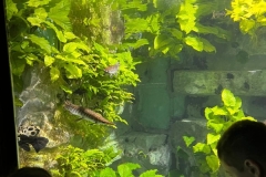 2023 - Aquarium de Lyon