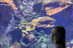 Aquarium-2023-10
