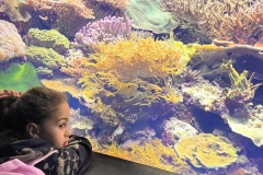 Aquarium-2023-11