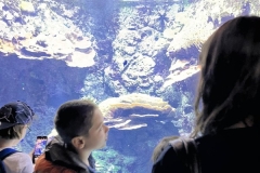 Aquarium-2023-12