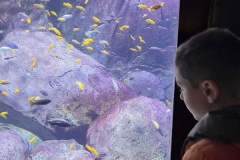 Aquarium-2023-2