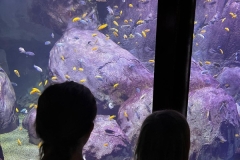 Aquarium-2023-8