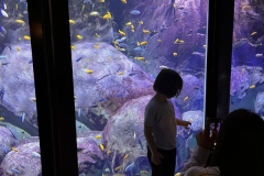 Aquarium-2023-9