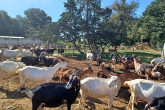 La-ferme-de-Clement-09-2024-32
