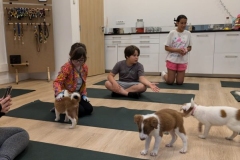 Yoga-et-chiots-2024-1