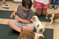 Yoga-et-chiots-2024-8